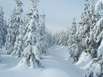 Winterwald im Erzgebirge (Altenberg)