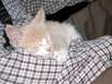 Katze