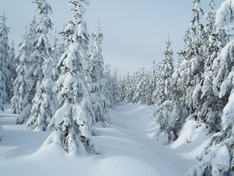 Winterwald im Erzgebirge (Altenberg)