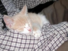 Katze