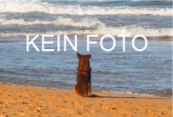 Ostsee: Mit Hund in den Urlaub