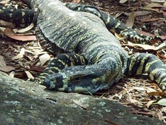 Eidechse in NSW