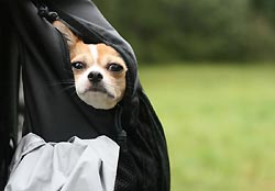 Urlaub mit Hund in Leutschau