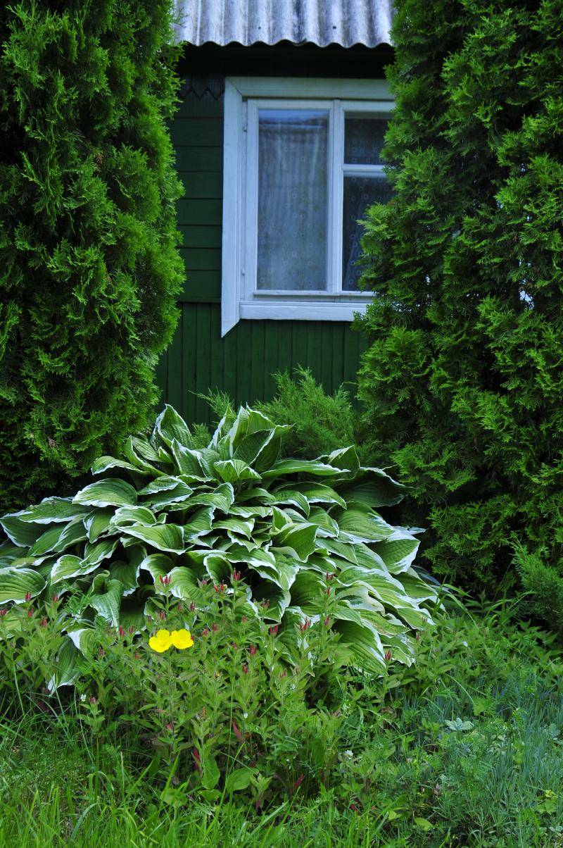 Grünes Holzhaus im Garten