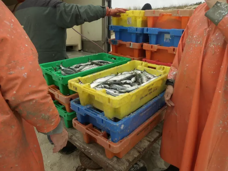 Fischer sortieren frischen Fisch