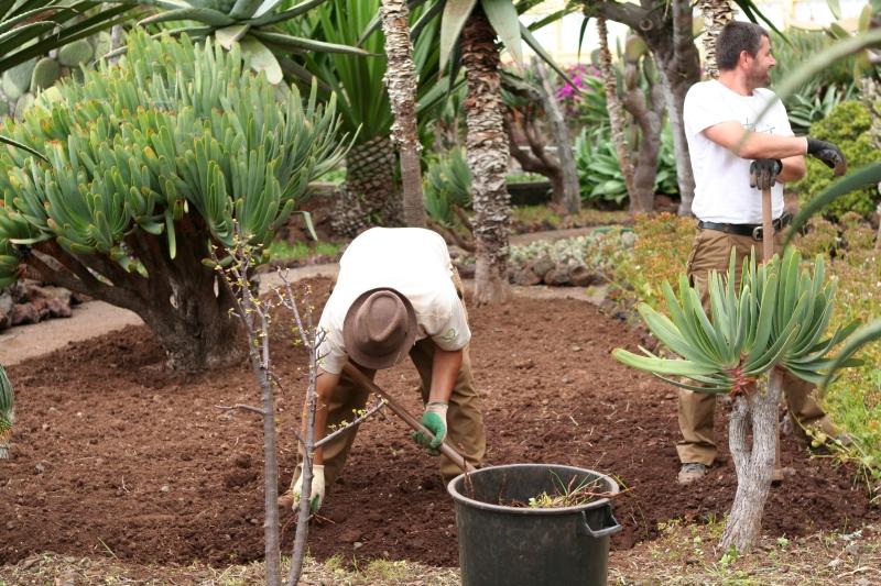 Zwei Gärtner arbeiten zwischen Sukkulenten in einem Garten