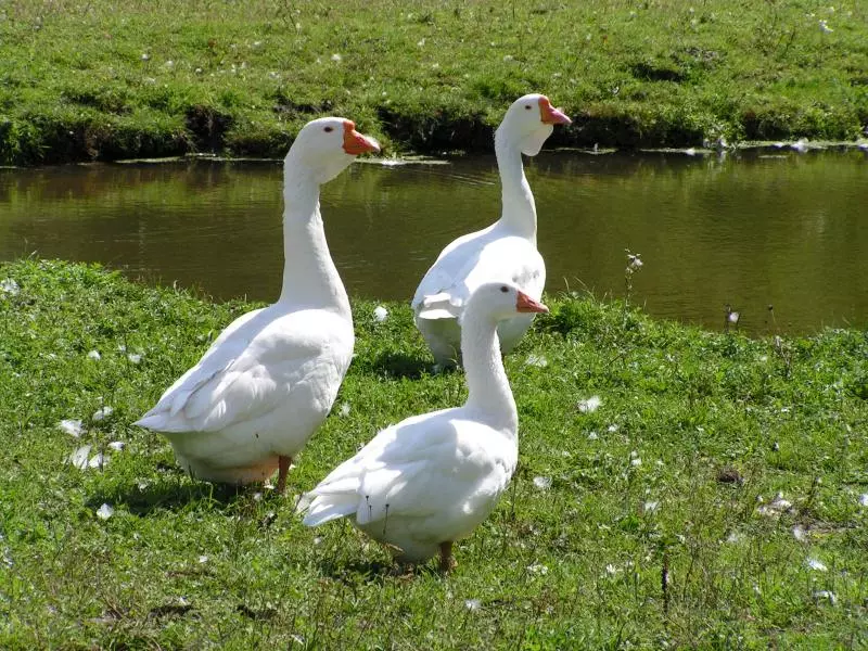 Gänse auf dem Bauernhof