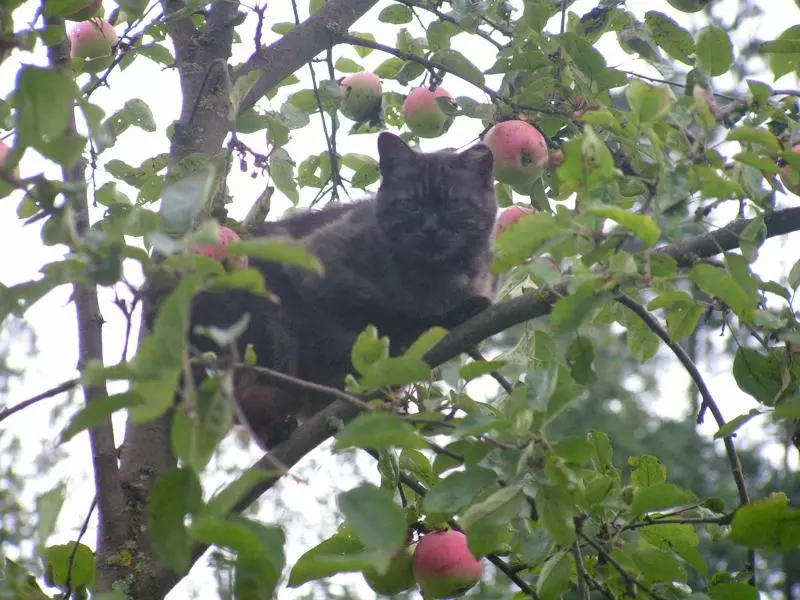 Hoftiere wie eine Katze gehören zum Bauernhofurlaub Hoftiere wie eine Katze gehören zum Bauernhofurlaub
