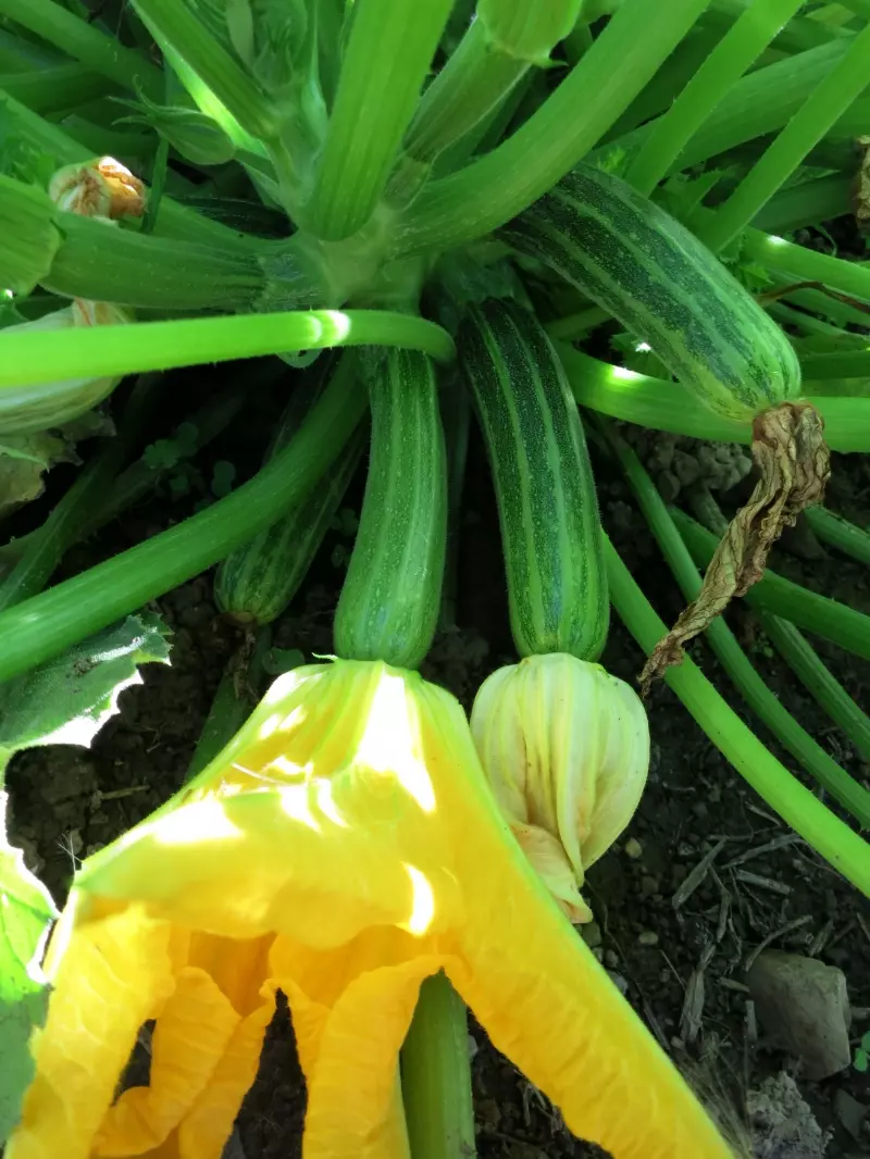 Saisonales Erntemotiv mit Zucchini und Blüte
