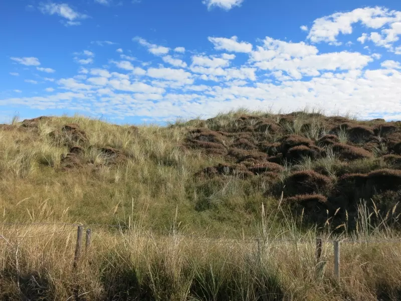 Dünenlandschaft auf Texel an der Nordsee Dünenlandschaft auf Texel an der Nordsee