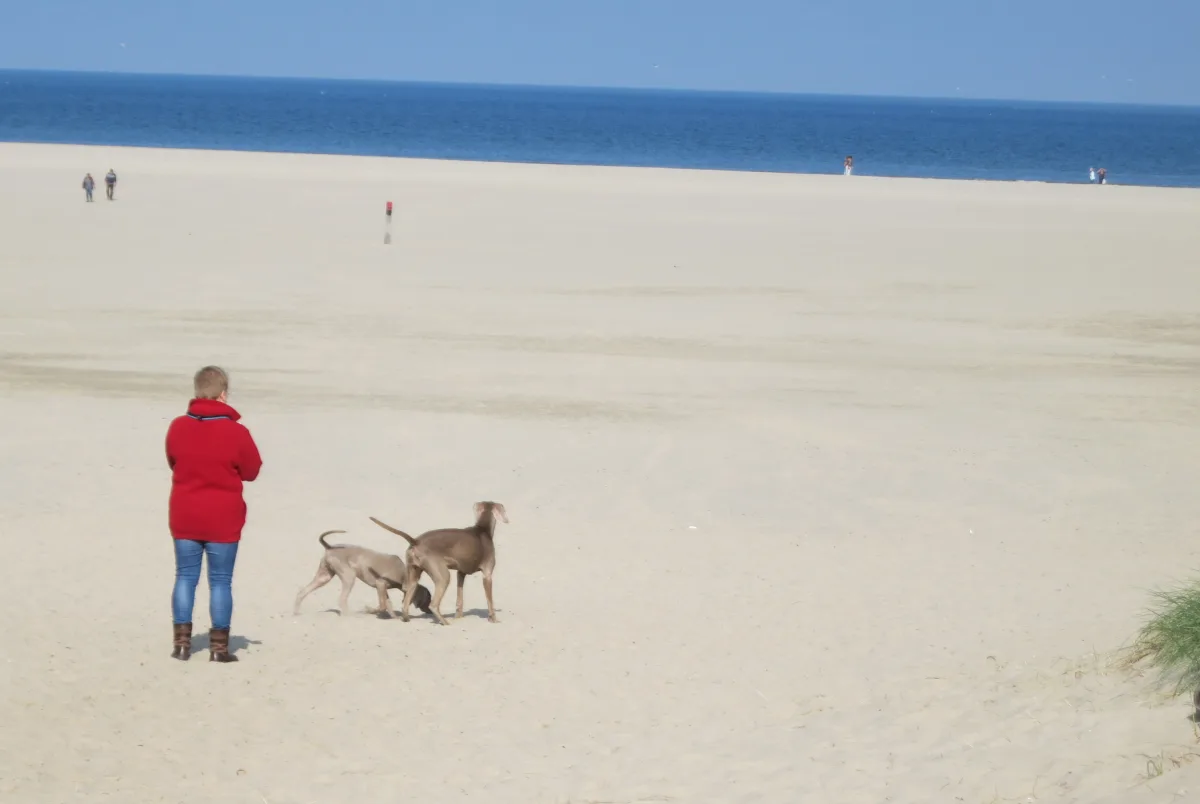 Zwei Hunde mit einer Person am Strand