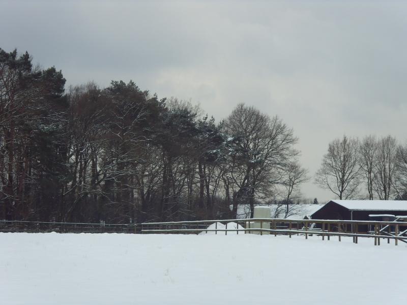 Verschneite Wiese mit Wald und Winterhimmel