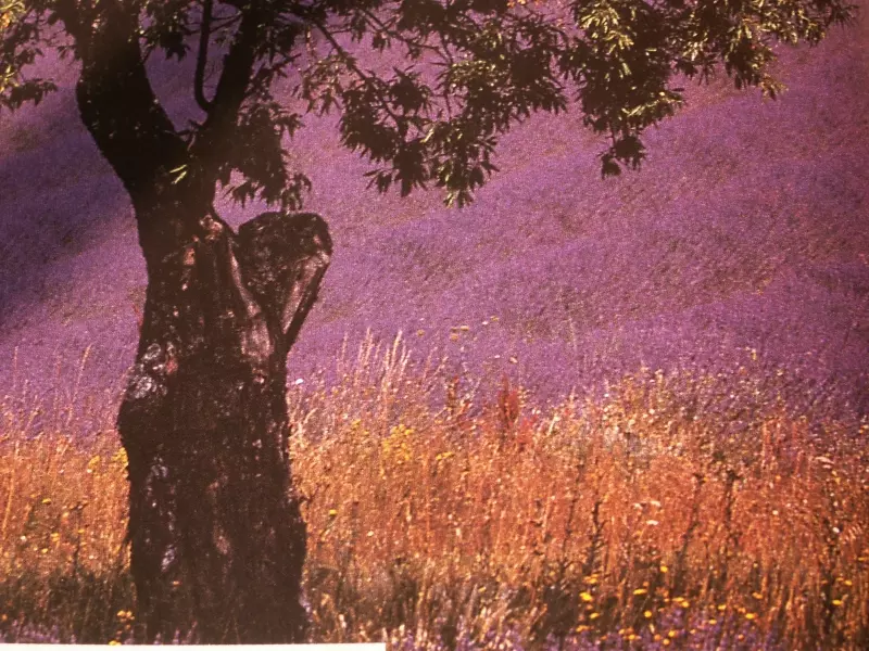 Lavendelfeld in der Provence