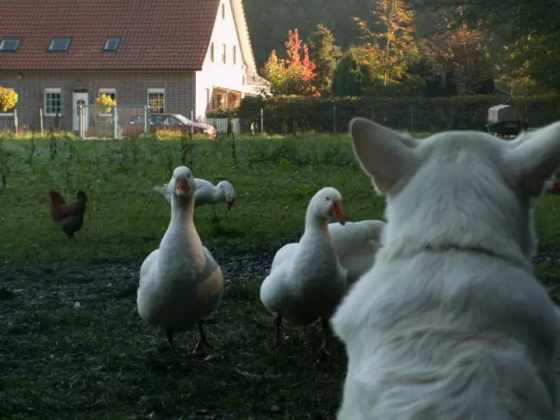Hund beobachtet Gänse auf einer Wiese