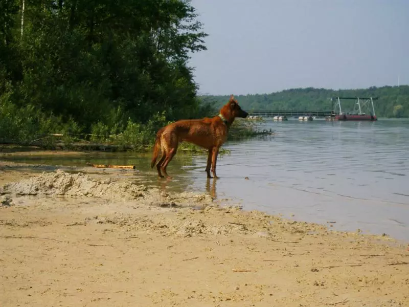 Hund am flachen Ufer eines Sees