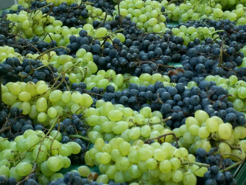 Weintrauben im Weinberg