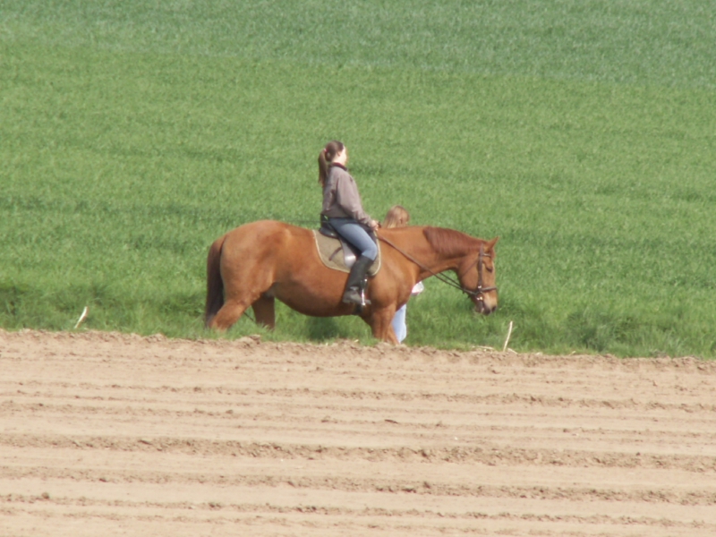 Reiterin auf einem braunen Pferd auf einem Feldweg zwischen grünen Feldern
