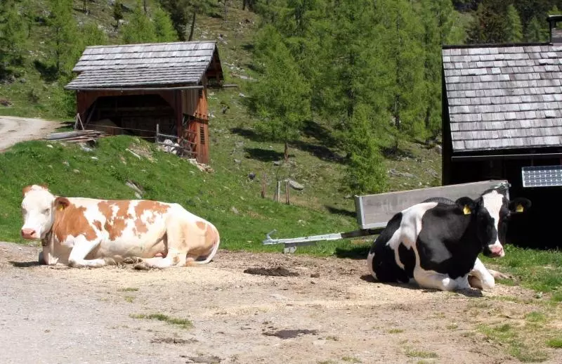 Kühe auf dem Bauernhof in Kärnten