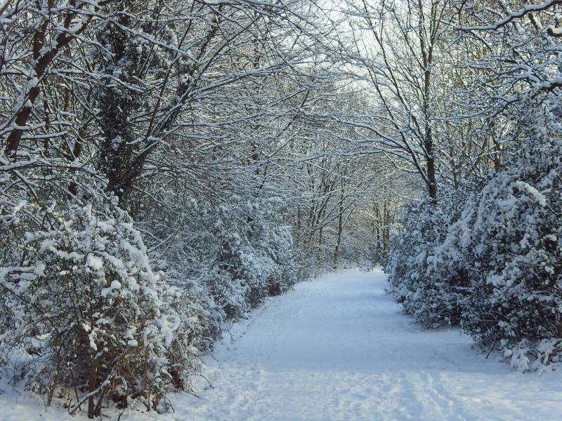 Verschneiter Waldweg