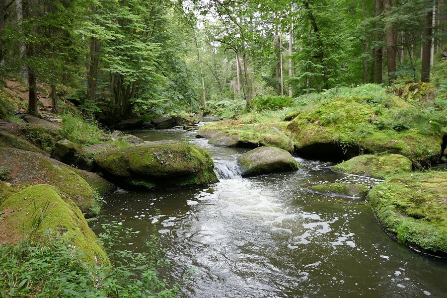 Waldnaabtal im Naturschutzgebiet