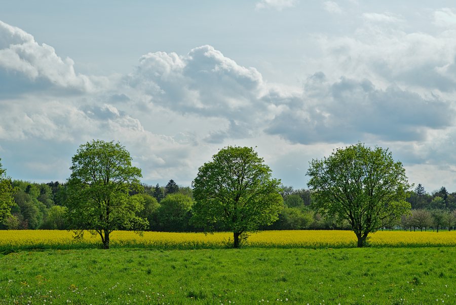 File:Baumreihe am Rapsfeld im LSG Ortsrand Neuried.jpg