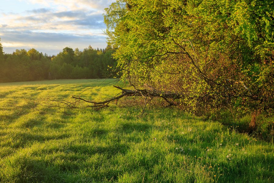 Westliche Wälder bei Ziemetshausen am Morgen