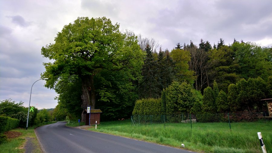 File:Tausendjährige Eiche in Brachttal.jpg