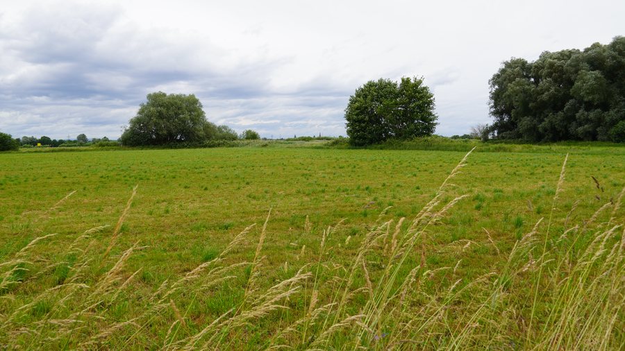 File:NSG Waldmatten Schwanau 01.jpg