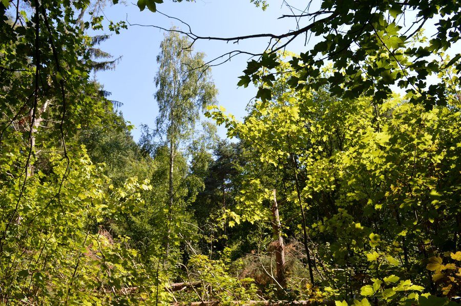 LSG Harz (Landkreis Goslar) - Zwischen Astfeld und Goslar (16)