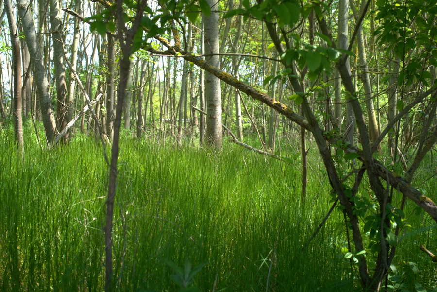 File:Anfang des Naturschutzgebietes in Calden (Hessen).jpg