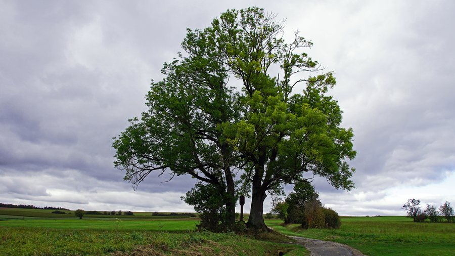 Bildstock between Eichenbühl and Ebenheid