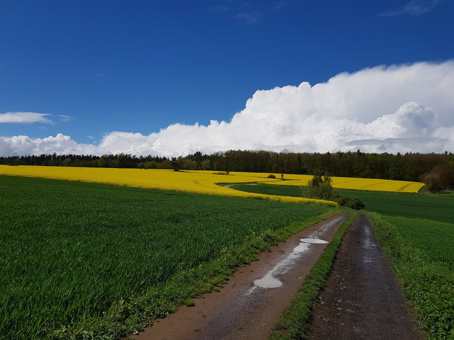 File:Hühnerberg bei Burghaun.jpg