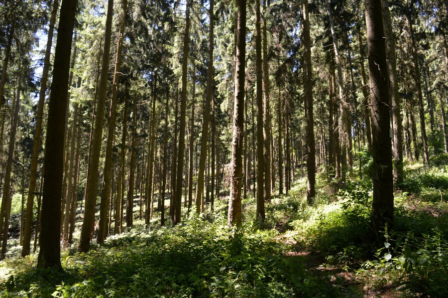 File:LSG Bad Salzdetfurth - An der Welfenhöhe (13).jpg