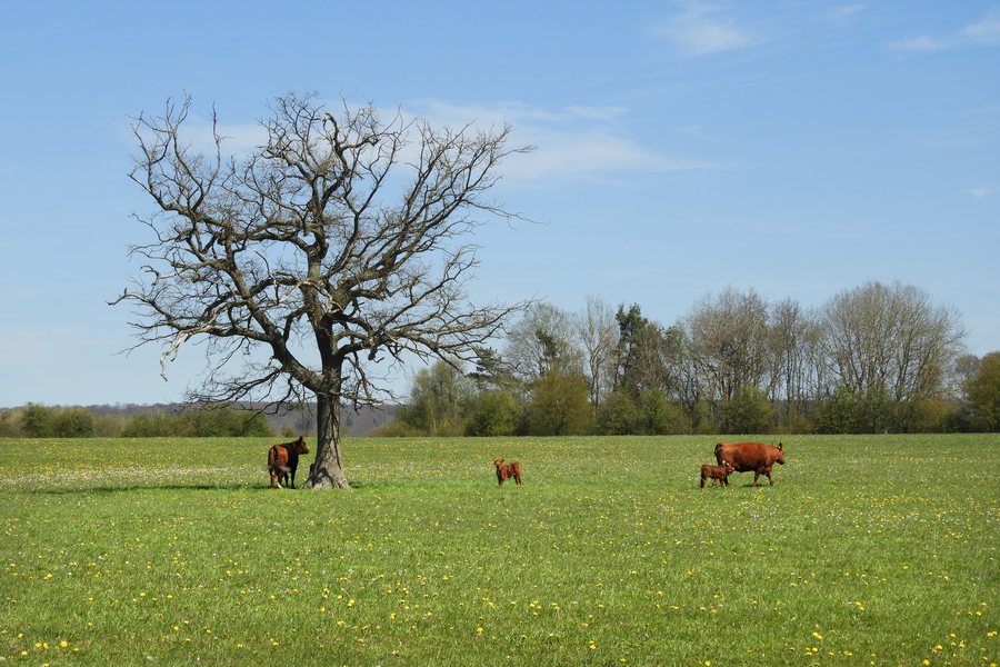File:Weideland auf der Rendaer Höhe.jpg