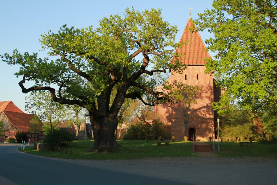 File:Eiche an der Kirche in Hittbergen.jpg