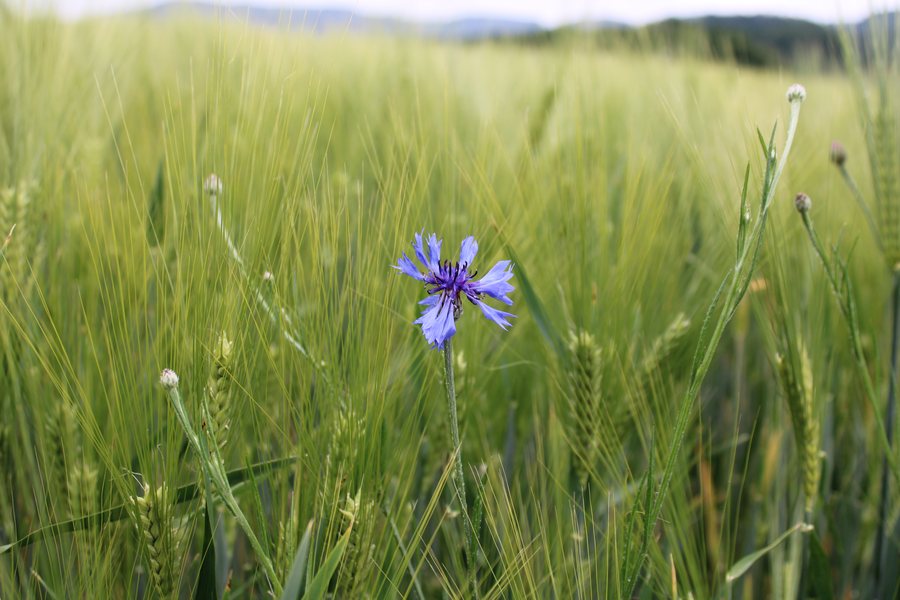 File:Kornblumen Mörlenbach Naturschutzgebiet In der Erbach WDPA 318598.jpg