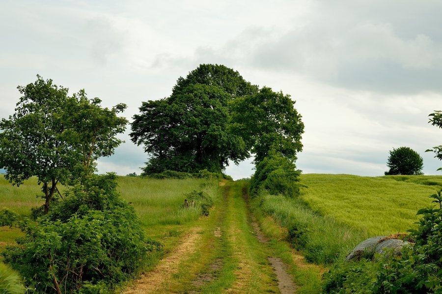 File:Feldweg bei Boffzen.jpg