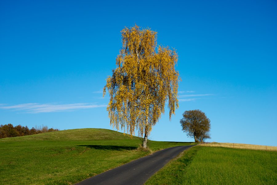 File:Birke bei Ebersburg im Herbst.jpg