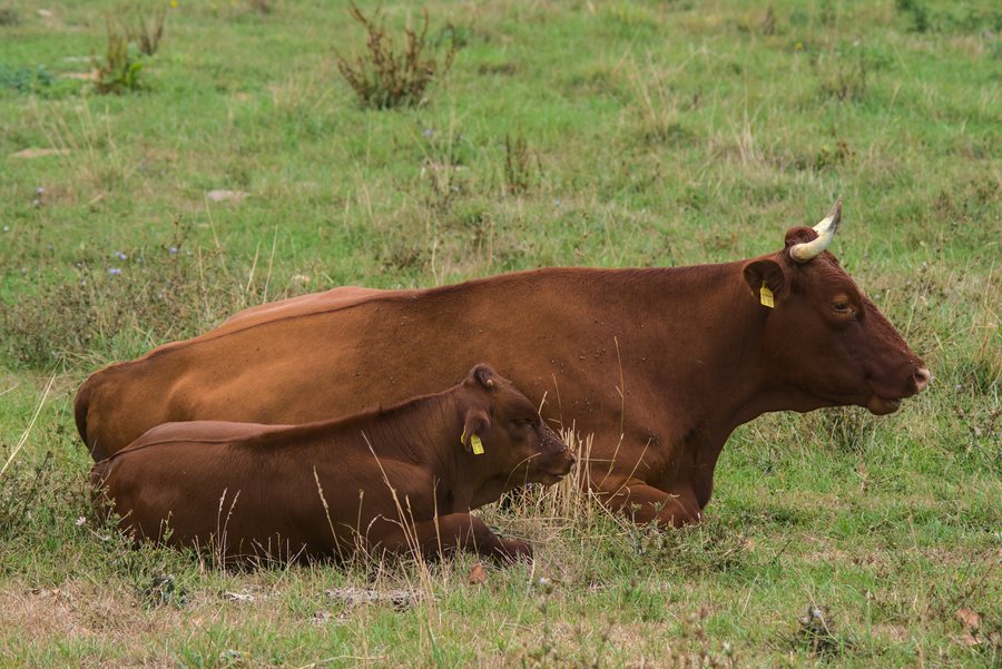 File:DE Bickenbach Landbachauen Rotes Höhenvieh Kuh Mabel mit Kalb im Vordergrund.jpg