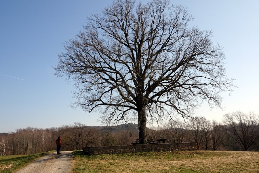 File:Brensbach, Karl-Schäfer-Eiche 2022.JPG