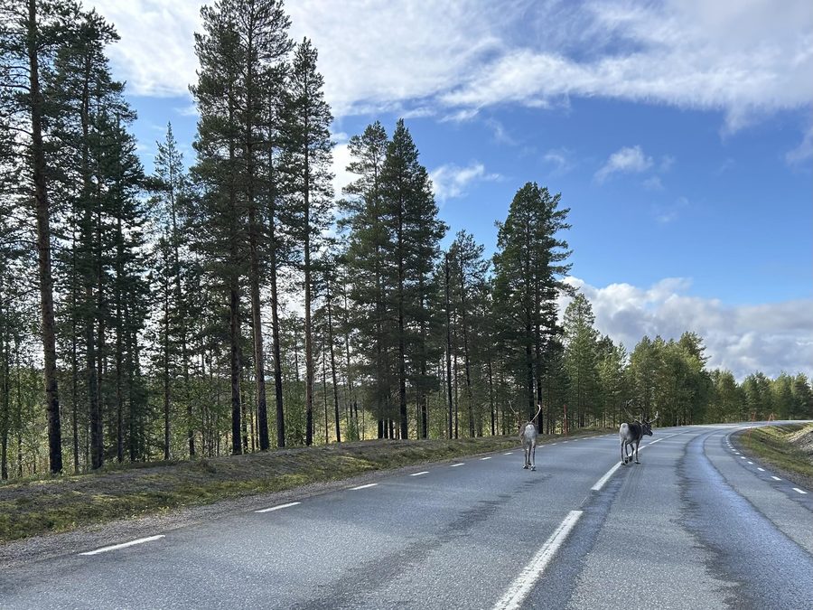 Rentiere an der Länsväg 370 nahe Malå in Västerbotten