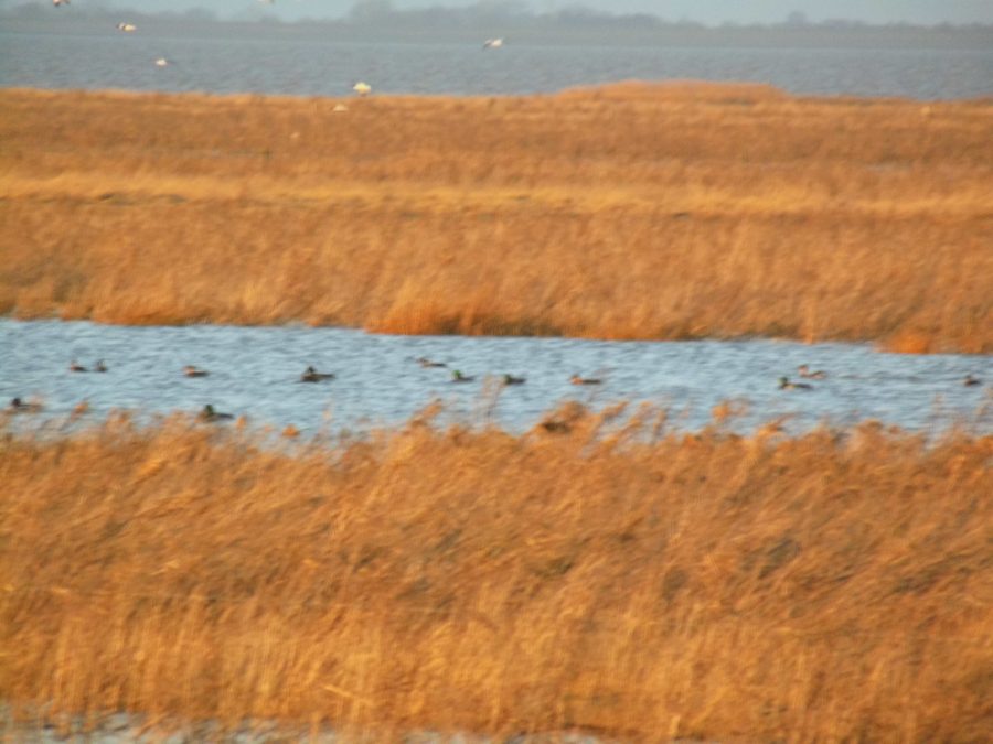 Schwimmendes Moor bei Sehestedt am Jadebusen mit Wasserfläche und Wasservögeln
