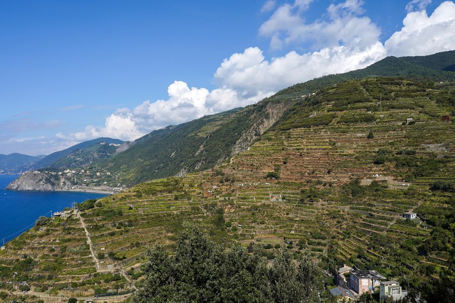 Terraced vineyards rising above Manarola and Volastra in the Cinque Terre, Liguria.