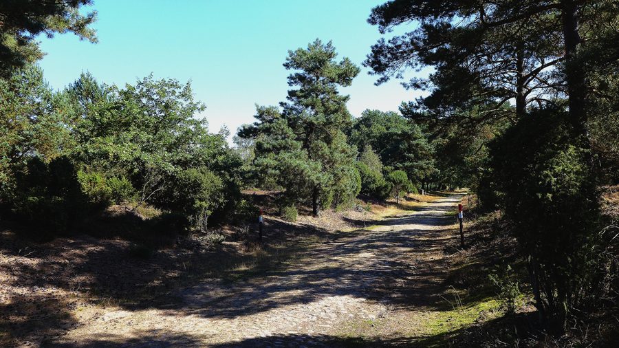 Heidelandschaft mit alter Kopfsteinpflasterstraße in der Ellerndorfer Heide im Landkreis Uelzen