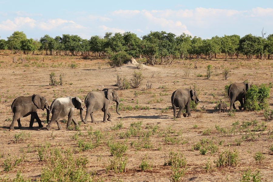 Elefanten in Botswana