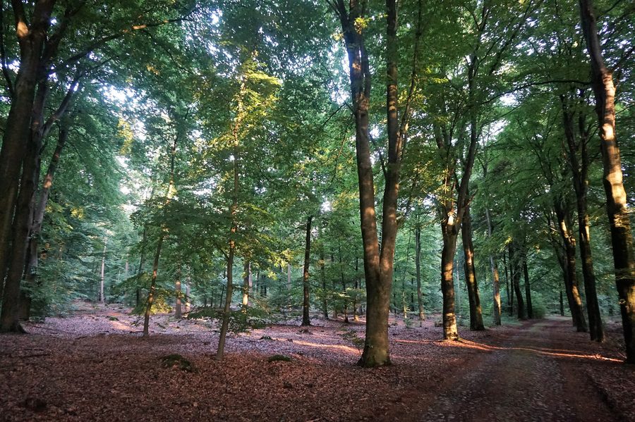 Bos bij vakantiehuis Bosbries in De Kiel, Sleenerzand