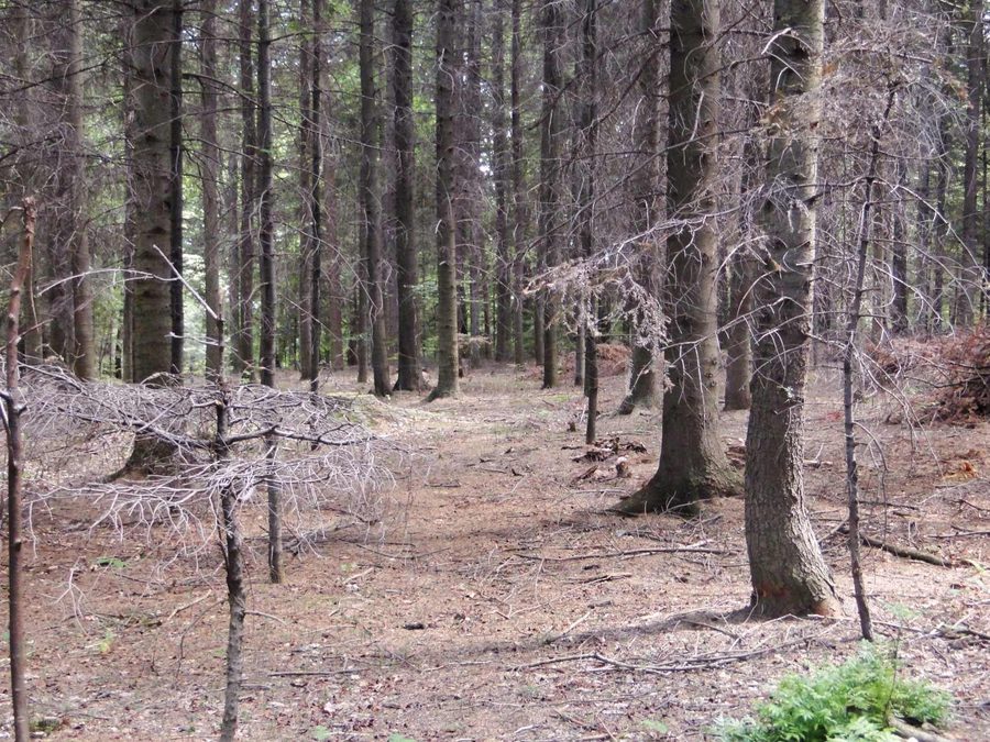 Grüner Wanderweg im Landschaftspark Ciężkowice-Rożnów bei Piaski Drużków