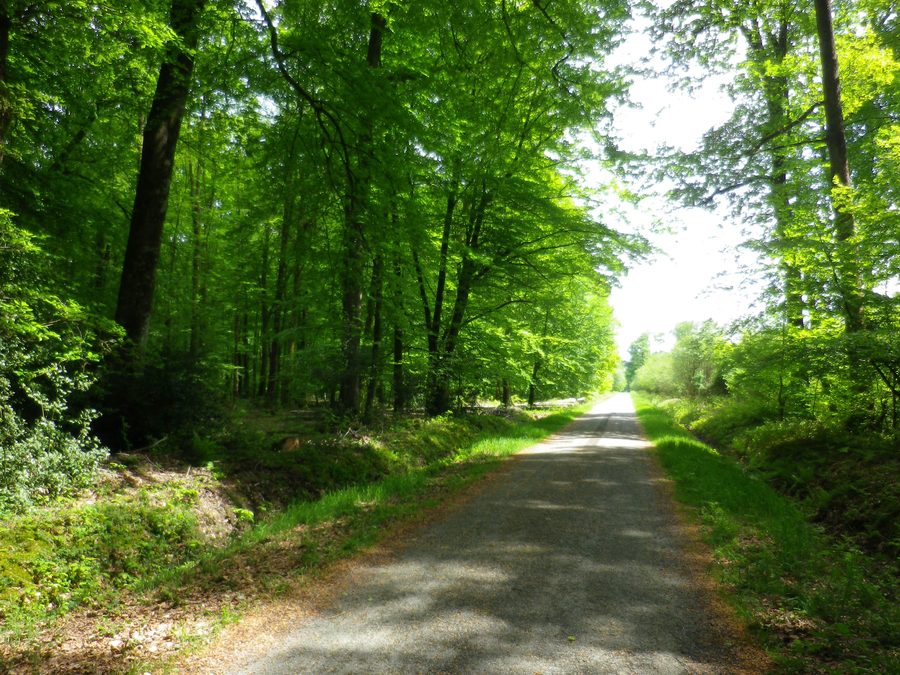 View from Sainte Anne's Road in the Regional Nature Reserve of the Perche, France