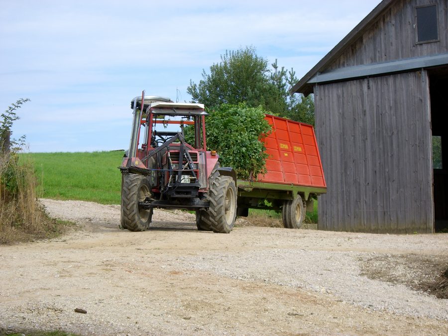 Schlepper mit Hopfenreißgerät in der Hallertau