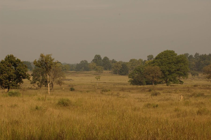 Kanha-Nationalpark in Madhya Pradesh